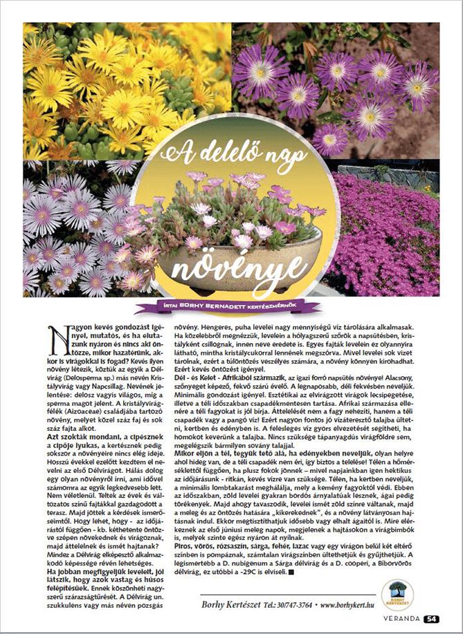 A delelő nap növénye - Veranda Magazin