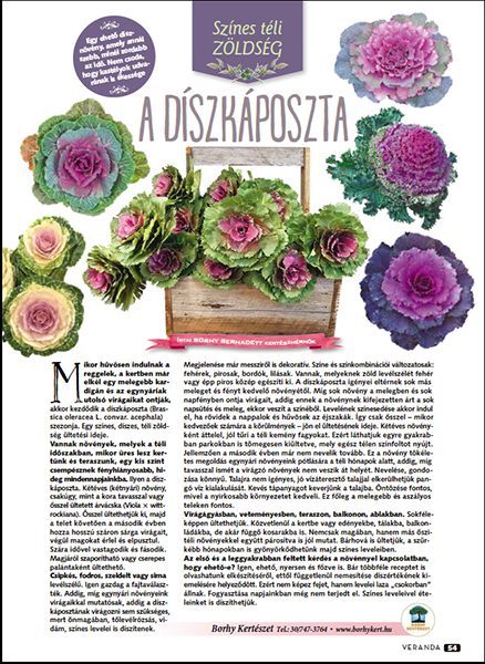 Színes téli zöldség - a Díszkáposzta - Veranda Magazin