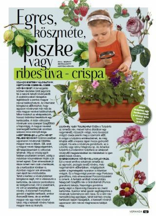 Egres, Köszméte, Piszke vagy Ribes uva - crispa - Veranda Magazin