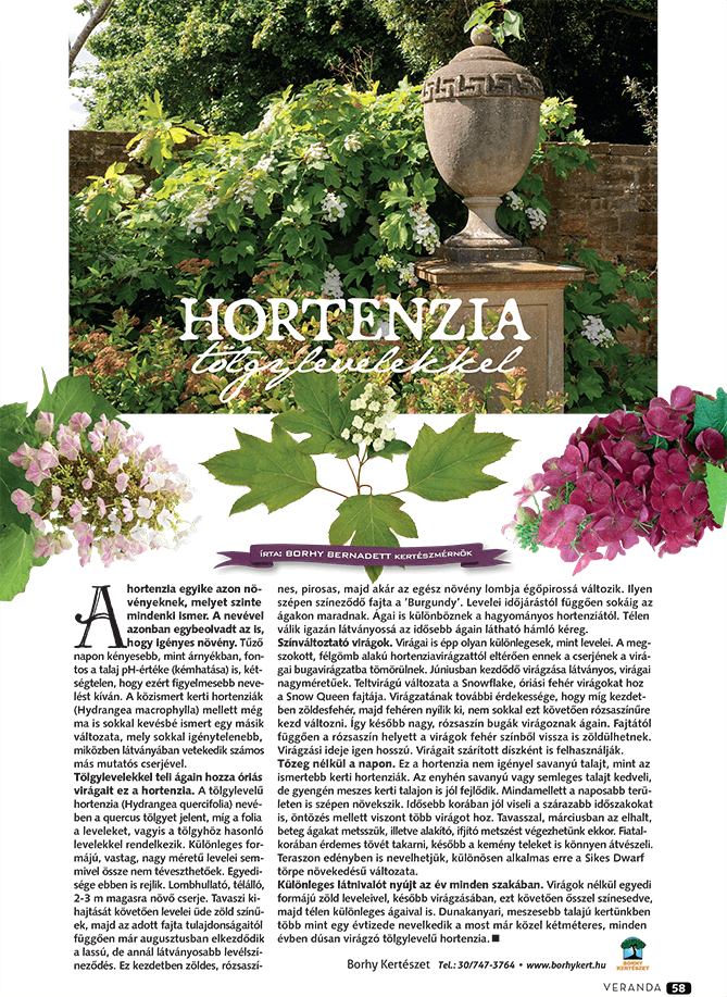 Hortenzia tölgylevelekkel - Veranda Magazin