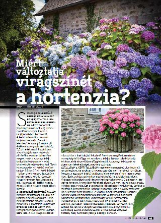 Miért változtatja virágszínét a Hortenzia? - Gerendaházak Magazin