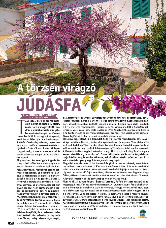 A törzsén virágzó Júdásfa - Gerendaházak Magazin