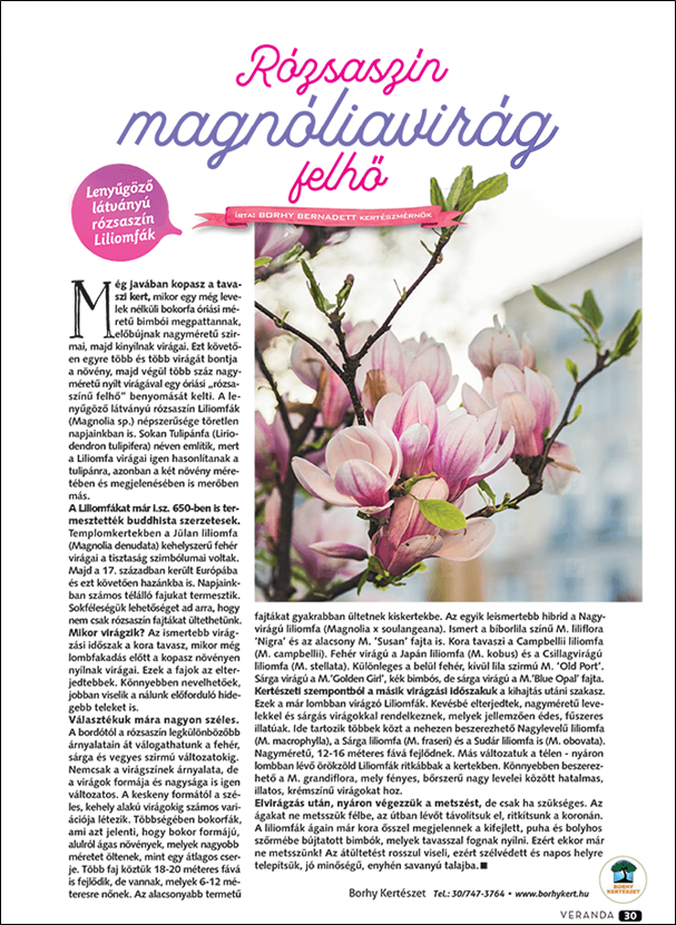 Rózsaszín magnóliavirág felhő - Veranda Magazin