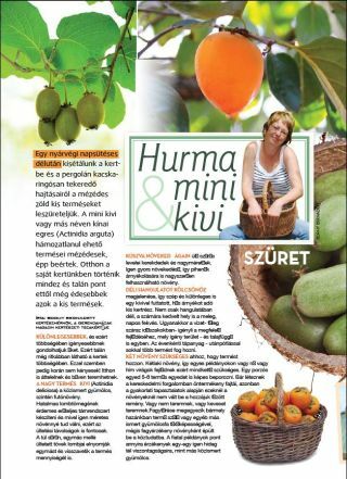 Hurma és Mini Kivi szüret - Gerendaházak Magazin