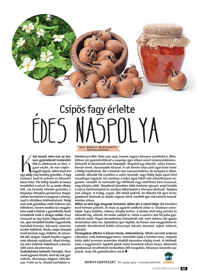 Csípős fagy érlelte édes Naspolya - Gerendaházak Magazin