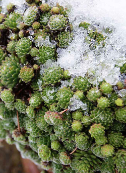 Téli gondoskodás a nyár növényeiről - Veranda Magazin