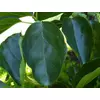 Kép 3/3 - Málnafa (porzó) - Cudrania tricuspidata 20/30cm K2L
