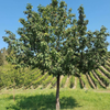Kép 2/4 - Berkenye házi - Sorbus domestica 40/60cm K2l