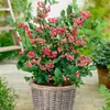 Kép 2/2 - Áfonya rózsaszín (konténeres)  - Vaccinium corymbosum 'Pink Lemonade' 30/40cm K2l