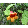 Kép 2/3 - Trombitacserje örökzöld - Bignonia capreolata 40/60cm K2l