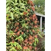 Kép 3/3 - Trombitacserje örökzöld - Bignonia capreolata 40/60cm K2l