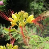 Kép 1/3 - Caesalpinia gilliesii