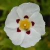 Kép 1/3 - Cistus 'Loretii'