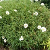 Kép 2/3 - Szuhar hófehér - Cistus x loretii 20/30cm K2l
