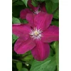 Kép 1/2 - Clematis 'Rouge Cardinal'