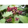 Kép 1/3 - Clerodendrum trichotomum