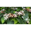 Kép 3/3 - Végzetfa - Clerodendrum trichotomum 40/60cm K1,5l