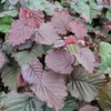 Kép 2/3 - Mogyoró bordó levelű - Corylus avellana 'Purpurea' 175/200cm FL