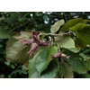 Kép 3/3 - Mogyoró bordó levelű - Corylus avellana 'Purpurea' 175/200cm FL