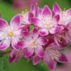 Kép 2/2 - Gyöngyvirágcserje rózsaszín - Deutzia 'Strawberry Fields' 30/40cm K2l