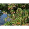 Kép 1/2 - Enkianthus campanulatus 'Red Bells'