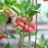Kép 2/2 - Csengőbojt harangos - Enkianthus campanulatus 'Red Bells'