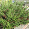Kép 2/2 - Selyemtölgy - Grevillea juniperina 'Canberra Gem' 30/40cm K2l