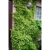 Kép 1/2 - Hydrangea anomala 'Miranda'