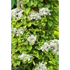 Kép 2/2 - Hortenzia kapaszkodó sárga tarka levelű - Hydrangea anomala 'Miranda' 40/60cm K2L