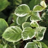 Kép 1/3 - Hydrangea anomala 'Take a Chance'
