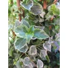 Kép 3/3 - Hortenzia kúszó fehér tarka - Hydrangea anomala 'Take a Chance' 40/60cm K2L
