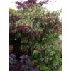 Kép 1/2 - Leycesteria formosa 'Purple Rain'