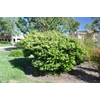 Kép 1/2 - Ligustrum japonicum 'Texanum'