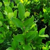 Kép 2/2 - Fagyal japán - Ligustrum japonicum 'Texanum' 20/40cm K2l