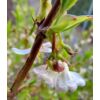 Kép 2/2 - Illatos lonc - Lonicera fragrantissima 30/40cm K2l