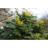 Kép 2/3 - Mahónia cserjés dúsvirágú - Mahonia media 'Charity' 20/30cm K2l