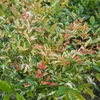 Kép 1/2 - Nandina domestica 'Twilight'