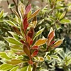 Kép 2/2 - Babérhanga japán rózsaszín-fehér tarka levelű - Pieris japonica 'Little Frosty' 30/40cm K2l