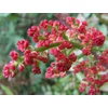 Kép 2/3 - Pisztácia Terpentin - Pistacia terebinthus 30/40cm K2l