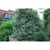 Kép 2/2 - Enyvesmag új-zélandi fehér tarka - Pittosporum tenuifolium 'Garnettii' 20/30cm K2l