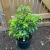Kép 2/3 - Enyvesmag új-zélandi - Pittosporum tenuifolium 'Margaret Turnbull' 20/30cm K2L