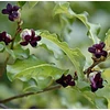 Kép 3/3 - Enyvesmag új-zélandi - Pittosporum tenuifolium 'Margaret Turnbull' 20/30cm K2L
