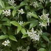 Kép 2/4 - Csillagjázmin kínai - Trachelospermum (Rhynchospermum) jasminoides 20/30cm K1L