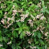 Kép 2/2 - Csillagjázmin kínai rózsaszín virágú ELŐNEVELT, bambuszpálcás - Trachelospermum jasminoides 'Pink Showers' 125/150cm K6l