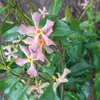Kép 1/2 - Trachelospermum jasminoides 'Pink Showers'