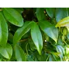 Kép 4/4 - Csillagjázmin kínai - Trachelospermum (Rhynchospermum) jasminoides 20/30cm K1L