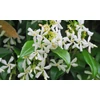Kép 1/4 - Trachelospermum (Rhynchospermum) jasminoides