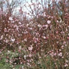 Kép 1/2 - Viburnum bodnantense 'Dawn'