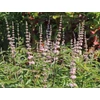 Kép 1/2 - Vitex agnus 'Santamaria'