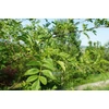 Kép 3/4 - Bors kínai (szecsuáni bors) - Zanthoxylum simulans 30/40cm K2l
